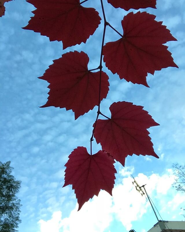 Autumn love 🍁🍂🍁 @thenestontheshoalhavenriver